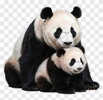 Adult Panda With Cub PNG