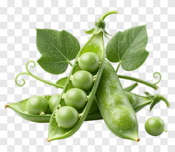 Fresh Pea Pods With Leaves PNG