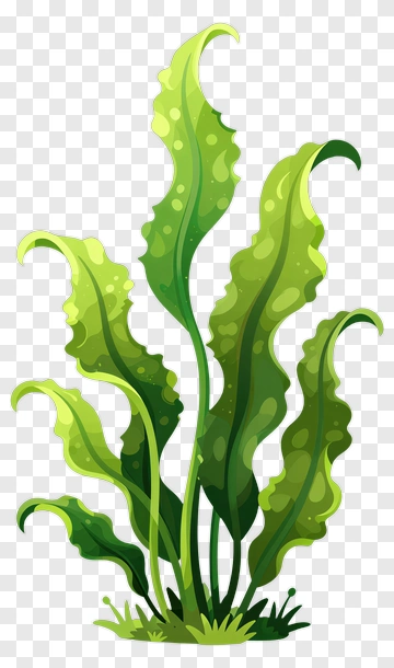 Aquatic Plant With Curved Leaves PNG