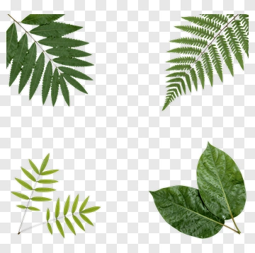 Green Leaves Arranged In Corners PNG