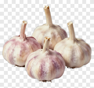 Garlic PNG