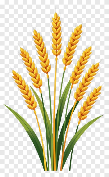 Golden Wheat Plant PNG
