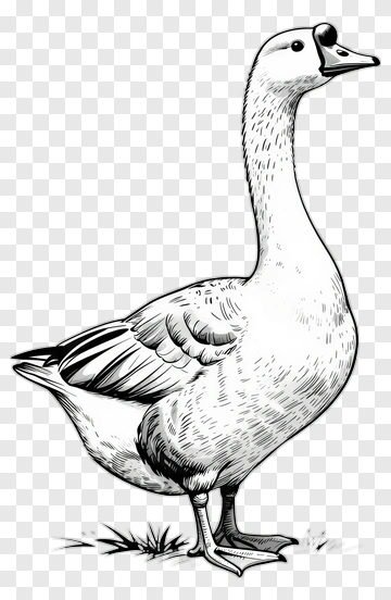 Hand-drawn Goose Illustration PNG