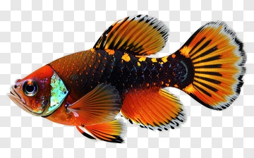 Vibrant Fish With Colorful Scales PNG