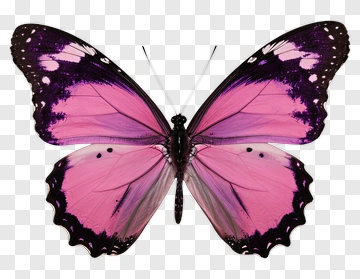 Pink And Purple Butterfly PNG