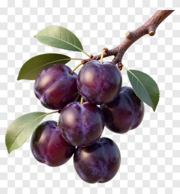 Cluster Of Plums On Branch PNG