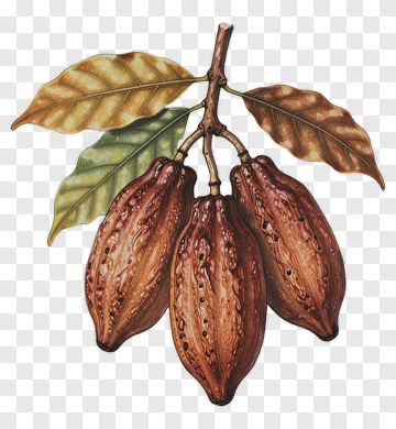 Cocoa Pods On Branch With Leaves PNG