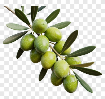 Green Olives On Branch PNG