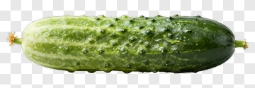 Fresh Cucumber With Water Droplets PNG