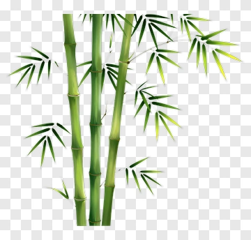 Bamboo Stalk With Green Leaves PNG