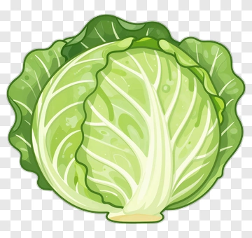 Cabbage PNG