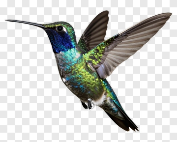 Hummingbird In Flight PNG