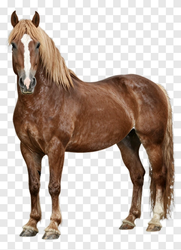 Brown Horse With White Stripe PNG