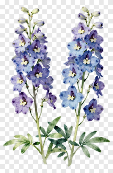 Blue And Purple Delphinium Flowers PNG