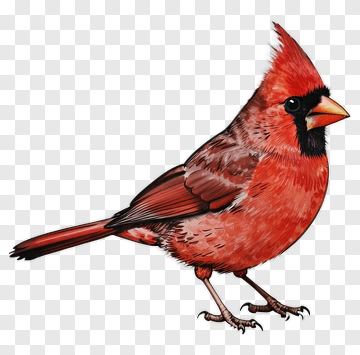 Red Cardinal Bird Illustration PNG