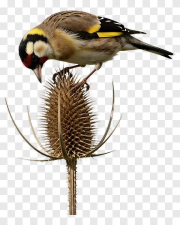 Goldfinch Perched On Thistle PNG