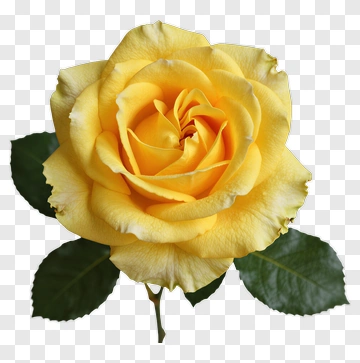 Yellow Rose With Green Leaves PNG