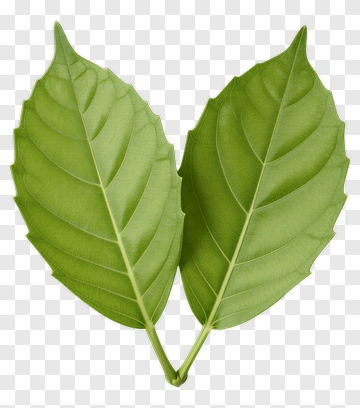 Two Green Leaves Forming A Heart Shape PNG