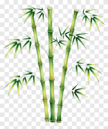 Bamboo PNG