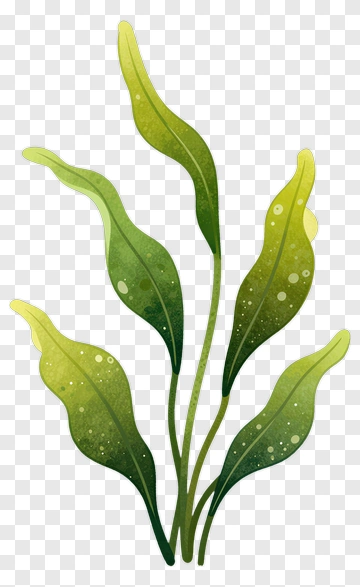 Green Leaf Plant PNG