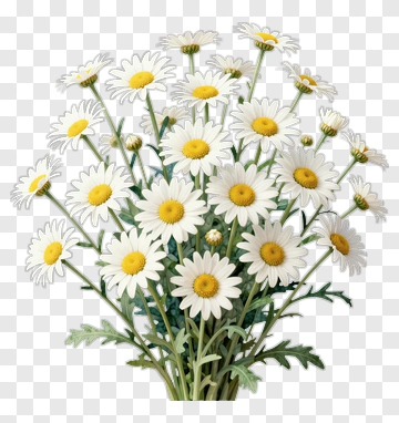 Bouquet Of White Daisy Flowers PNG