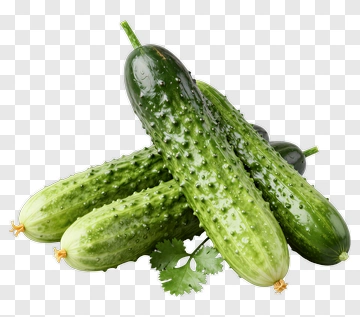 Fresh Cucumber With Cilantro PNG