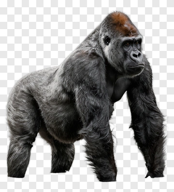 Gorilla Standing In Water PNG