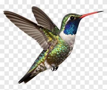 Hummingbird In Flight PNG