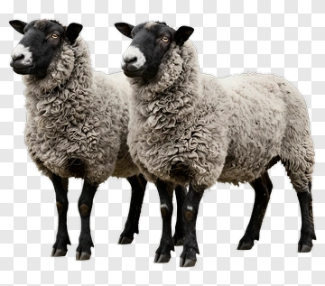 Two Black-Faced Sheep Standing Together PNG