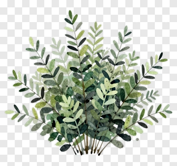 Watercolor Leaf Cluster PNG