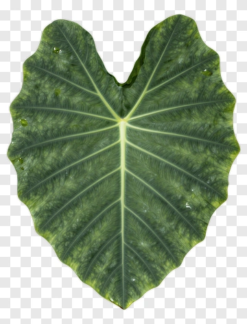 Heart-shaped Leaf PNG