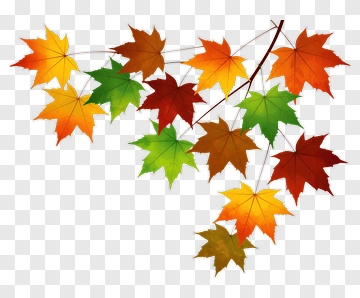 Autumn Maple Leaves On Branch PNG
