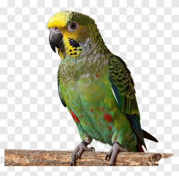 Colorful Parrot Perched On Branch PNG