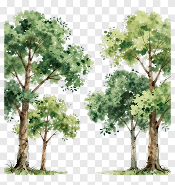 Watercolor Trees PNG