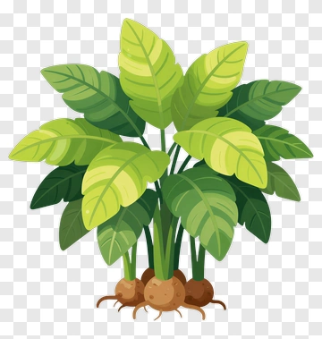 Green Plant With Leaf And Root PNG