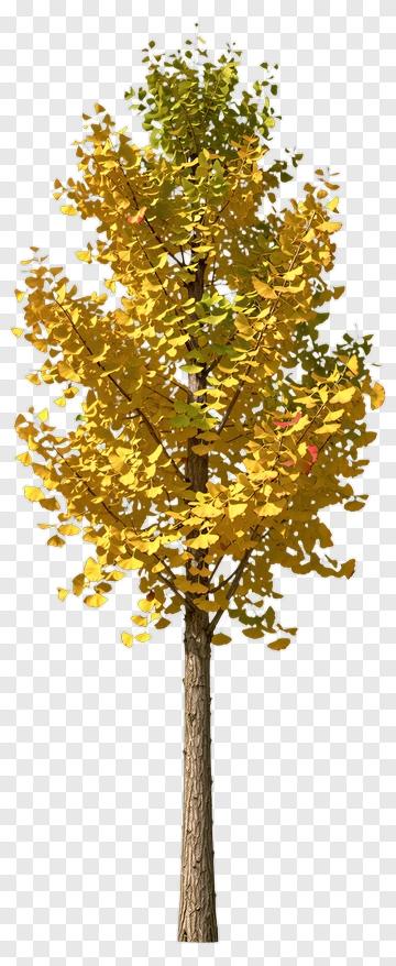 Ginkgo Tree In Autumn PNG