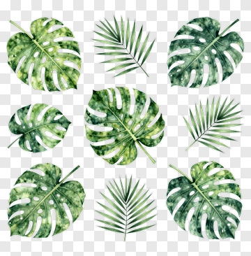 Tropical Leaves Watercolor Collection PNG