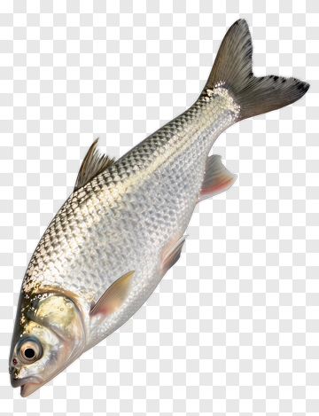 Fresh Fish With Silver Scales PNG