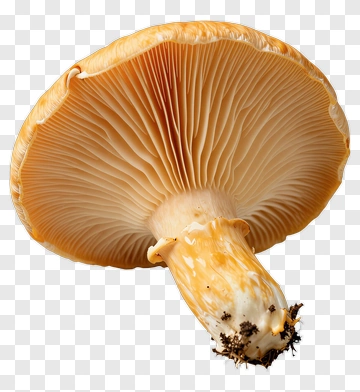 Orange Mushroom PNG