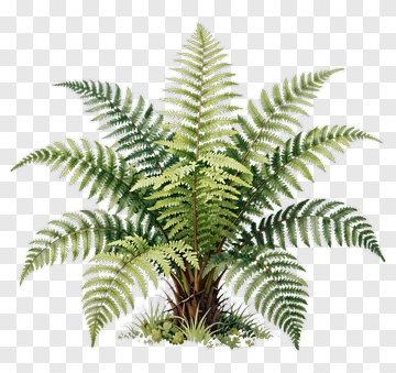 Fern PNG