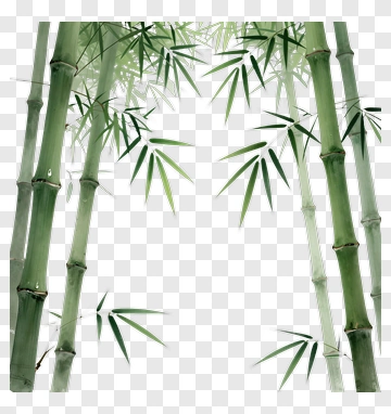 Bamboo Forest Scene PNG