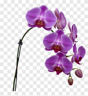 Purple Orchid In Full Bloom PNG