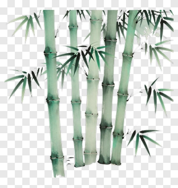 Green Bamboo In Watercolor PNG