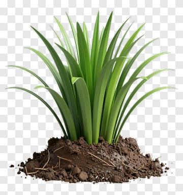 Green Plant Growing From Soil PNG