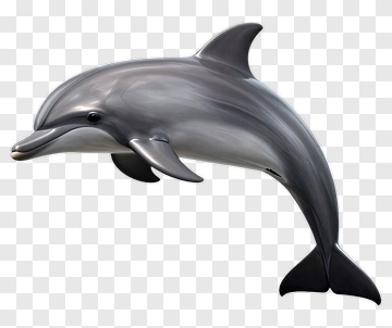 Dolphin PNG