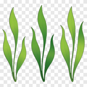 Green Leaf Plant PNG