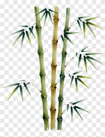 Watercolor Bamboo PNG