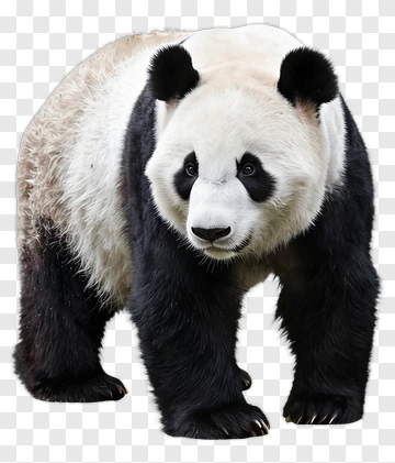 Panda PNG
