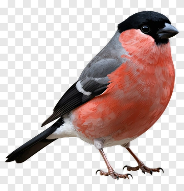 Red-breasted Bird With Black Head PNG