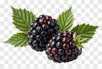 Blackberry With Green Leaves PNG